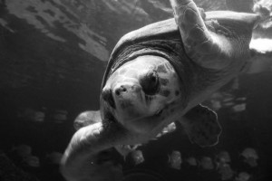 A turtle from the Virginia Aquarium.