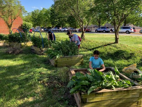 Working on the raised beds across from the tennis courts, members of the Pollinators Club, juniors Jenna Coleman and Madeline Paczkowski, along with senior Luciana Chandross tend native plants last spring. 